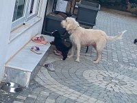 3 numara Terrier ücretsiz sahiplendirme