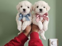 Maltese terrier yavrular