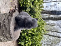 SÜPER NETHERLAND DWARF CÜCE TAVŞANLAR