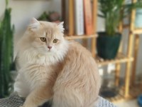 CY 11 British longhair erkek
