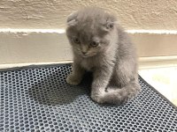 YENİ DOĞAN KEDİLERİME SICAK YUVA ARANIYOR