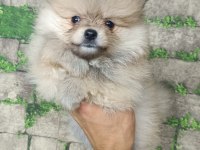 POMERANİAN YAVRULAR İÇİN ULAŞABİLİRSİNİZ