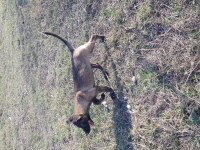 Malinois köpeğimiz