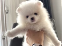 Dişi yavrumuz pomeranian boo teacup sahibini arıyor