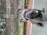 French bulldog blue