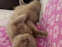 2 yaşında uysal dişi scottish fold kedimiz