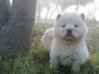 Chow Chow yavrularımız aşılı kimlikli teslim
