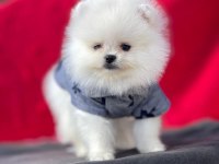 Ankaranın en gözde pomeranian yavruları