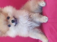 Pomerian Boo