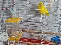 2 yaşında çift forpus papağanı