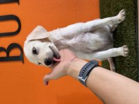 Rehber labrador retriever bebekler
