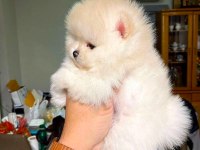 POMERANİAN BOO YAVRU KÖPEKLER