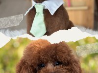 Baba Koreden Geldi Anne Şecere Belgeli Safkan Köpekler