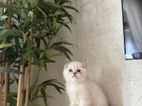 SCOTTISH FOLD SILVER YAVRULARIMIZ