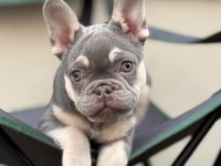 SEVİMLİ FRENCH BULLDOG YAVRU KÖPEKLERİ