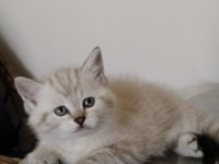Show kalite British Shorthair