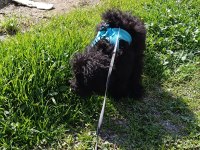 Eylül doğumlu toy poodle