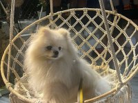 Pomeranian eş bulma ilanıdır