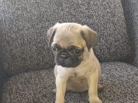 Muhteşem Pug Mops Bebekler A Kalite