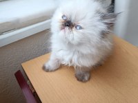 YAVRU İRAN KEDİSİ 53 GÜNLÜK