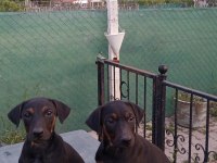 Doberman Yavruları 60 günlük dişi