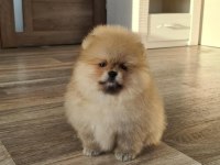 POMERANİAN BOO YAVRULARI