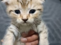 Scottish fold yavrularım