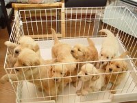 Golden Retriever Yavrular Gelip Görerek Alabilirsiniz