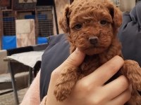 Kaliteli toy / kore poodle bebekler