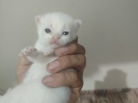 Blue point scottish fold