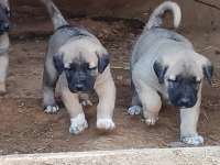 Aksaray malaklısı köpeğimiz
