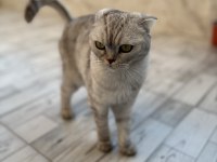 AKILLI KIZIMIZ ÇOK TATLI SEVECEN KEDİMİZ