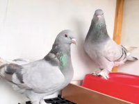 İki Adet Uçuma Hazır Donuklar