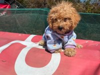 Tüm aşıları bitmiş son 2 kardeş maltipoo