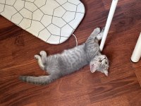 3 aylık british shorthair
