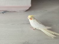 Lutino Erkek Sultan Papağanı