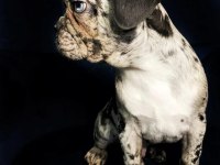 Çok iyi Kalite Erkek Marly Frennch Bulldog
