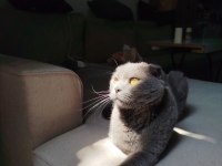 Sokaktan kurtarılan cins kedimiz