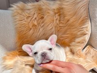Mükemmel anatomi french bulldog yavrular