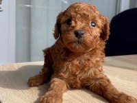 ORJİ̇NAL RED BROWN ORJİNAL KORE POODLE YAVRULAR