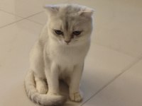 Acil scottish fold oğlum paşaya dişi aranıyor