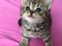 2 adet dişi british shorthairr 2 aylık