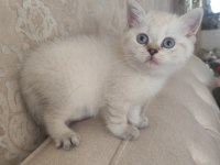 Harika bir bebek british shorthair