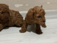 TOY POODLE BEBEKLER