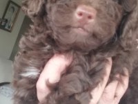 58 günlük son erkek toy poodle yavrumuz