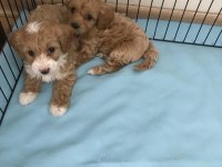 SEVİMLİ MALTİPOO YAVRULARIMIZ RUHSATLI ÜRETİM