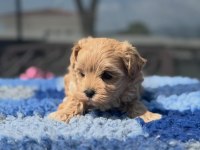MALTİPOO YAVRULARI