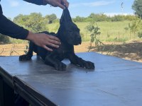 Cane Corso Blue Safkan