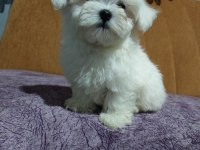 ORJİNAL MALTESE TERRİER 4 AYLIK