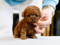SAFKAN A KALİTE TOY POODLE BEBEKLERİM